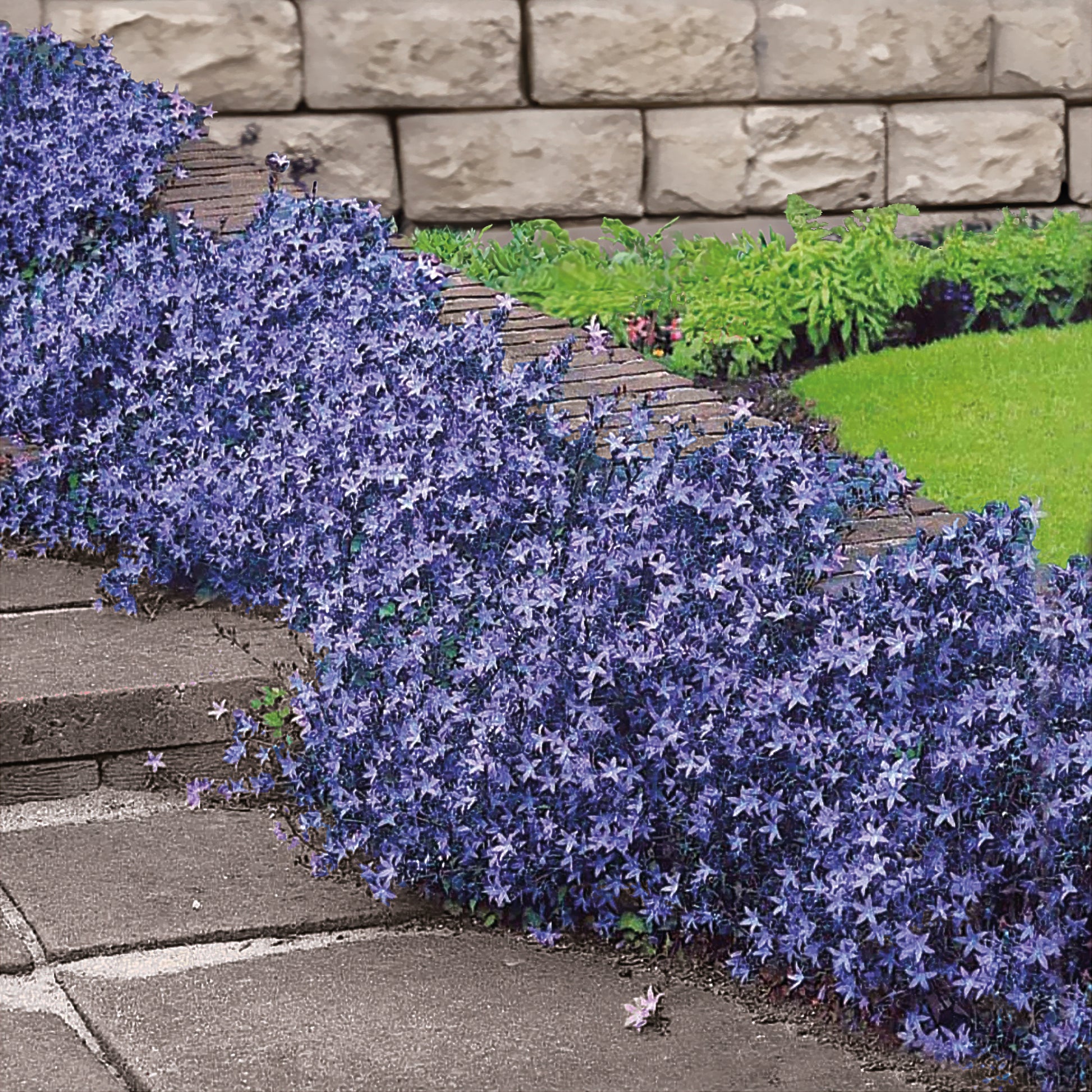 Hängepolster-Glockenblume - Campanula poscharskyana - Bakker