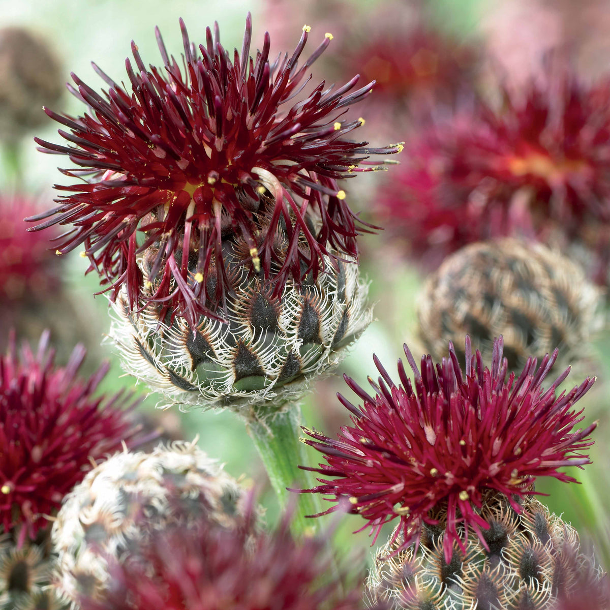 Purpur-Flockenblumen - Bakker