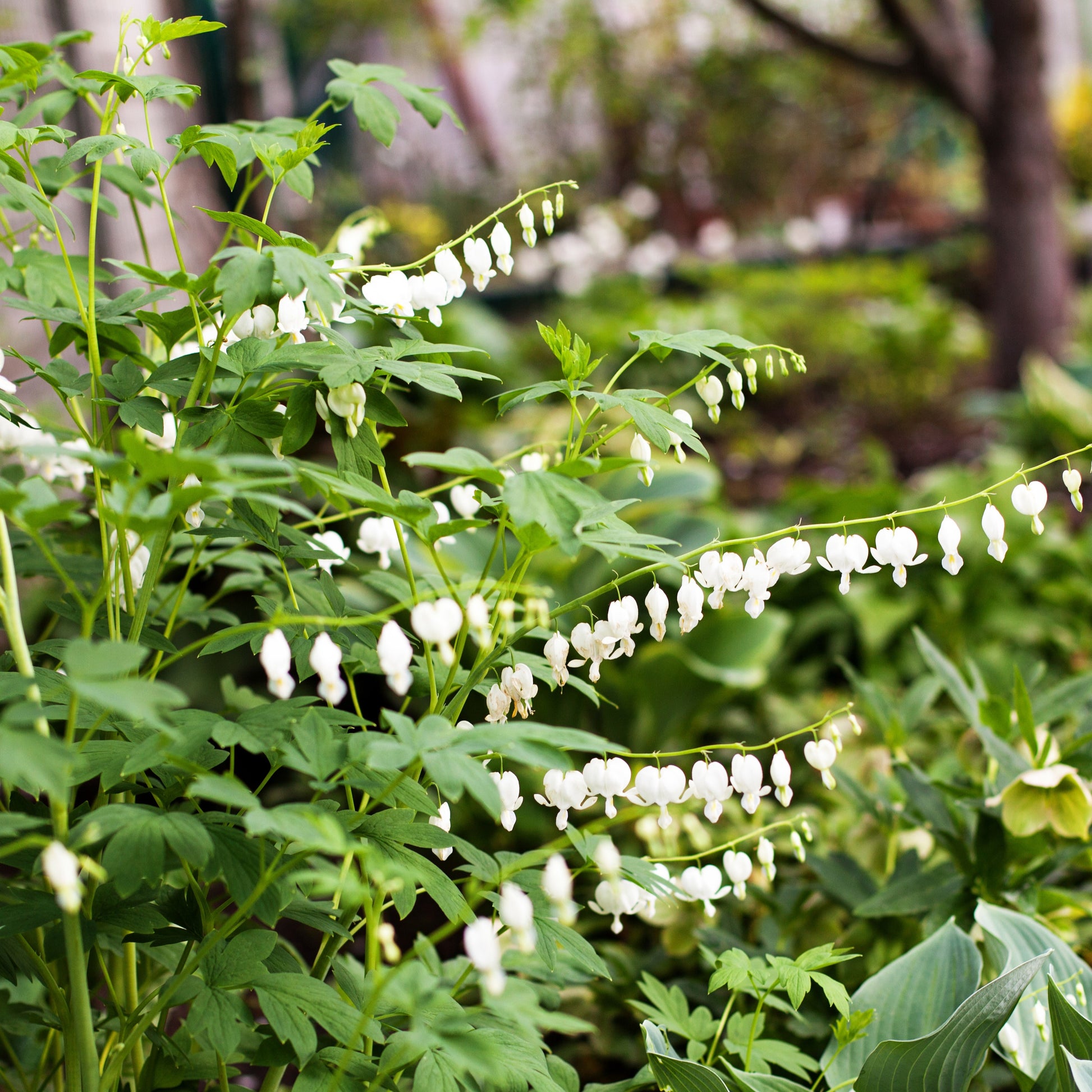Tränendes Herz ‘Alba’ - Dicentra spectabilis Alba - Bakker