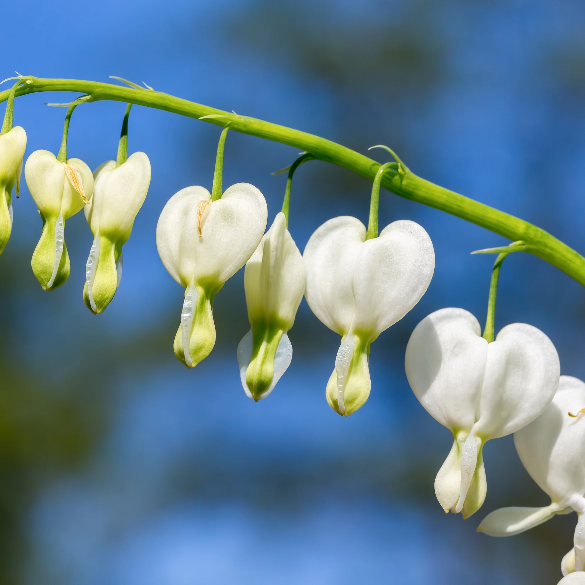 Dicentra spectabilis Alba - Tränendes Herz ‘Alba’ - Tränendes Herz