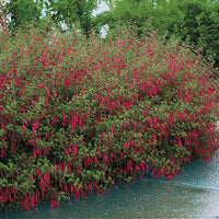 Fuchsien - Fuchsie ‘Riccartonii’ - Fuchsia magellanica Riccartonii