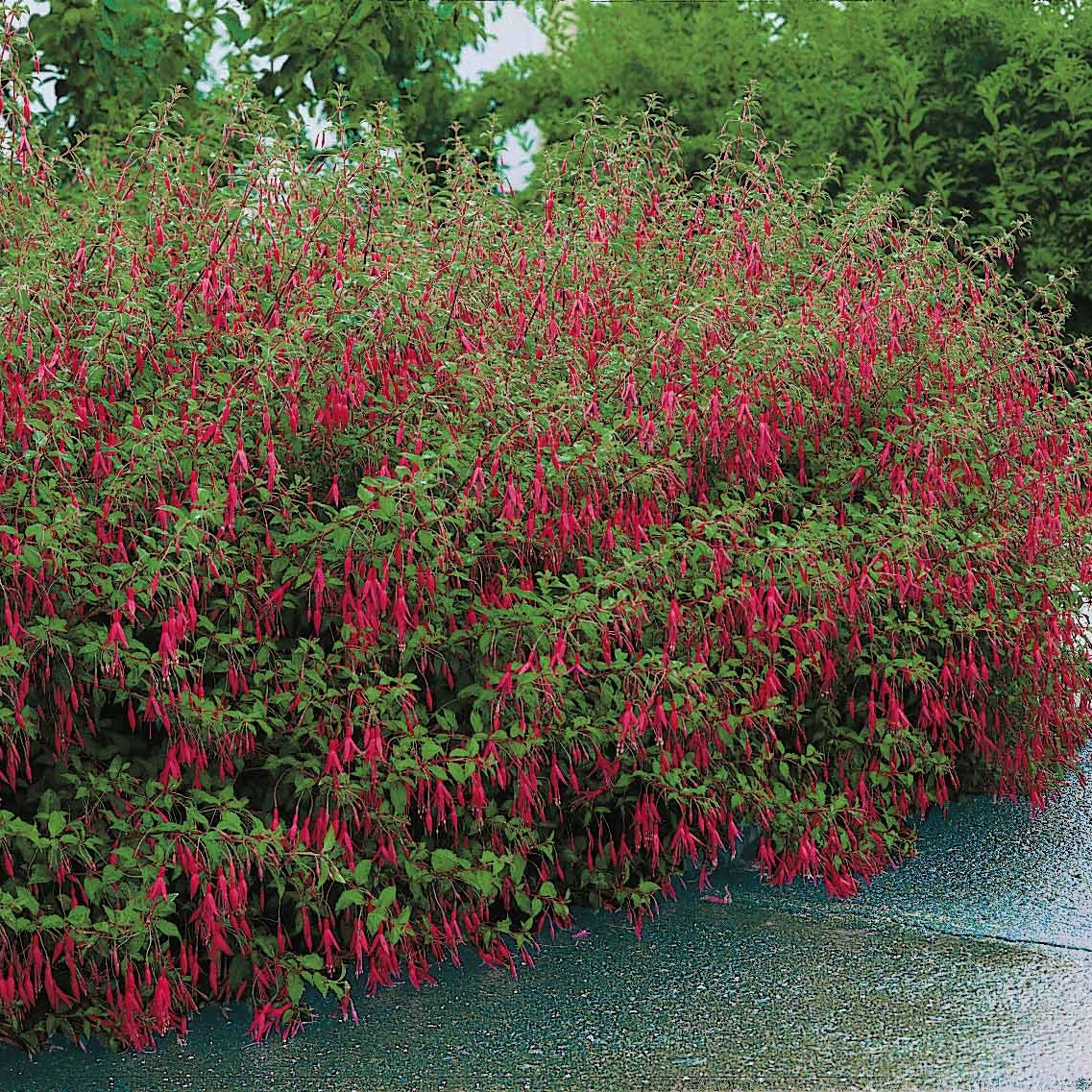 Fuchsien - Fuchsie ‘Riccartonii’ - Fuchsia magellanica Riccartonii