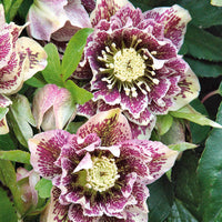 Lenzrose ‘Double Ellen White Spotted’ (x2) - Helleborus orientalis Double Ellen White Spotted - Bakker