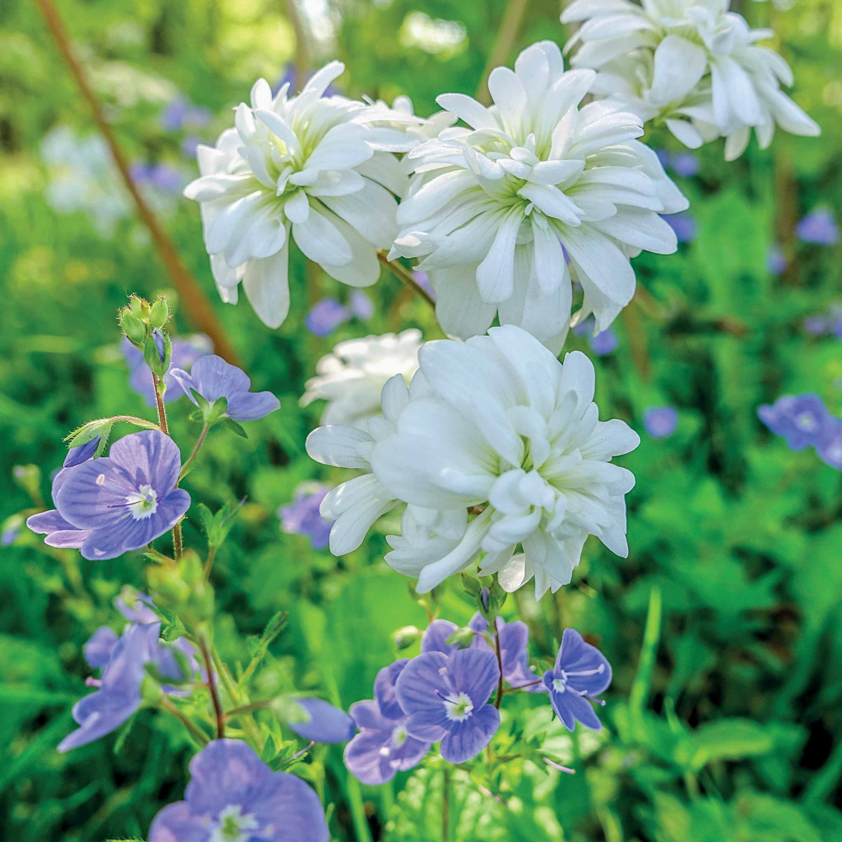 Knöllchen-Steinbrech (Saxifraga Granulata) (x5) - Bakker