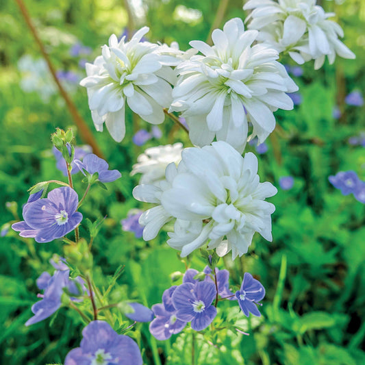 Knöllchen-Steinbrech (Saxifraga Granulata) (x5) - Bakker