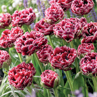 Tulpe Dream Touch (x7) - Tulipa Dream Touch - Bakker