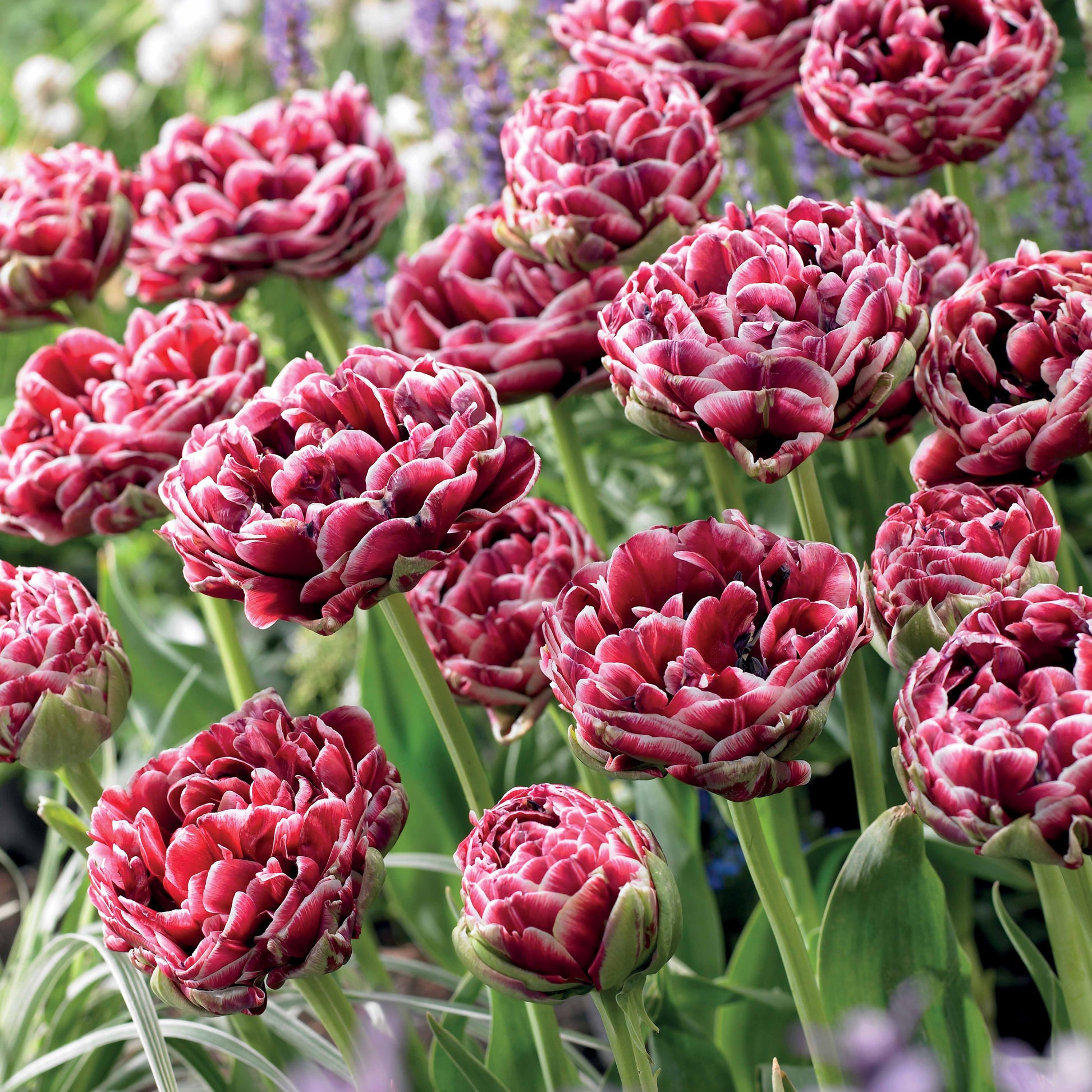 Tulpe Dream Touch (x7) - Tulipa Dream Touch - Bakker