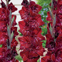 Gladiolen Merlot Ice (x25) - Bakker