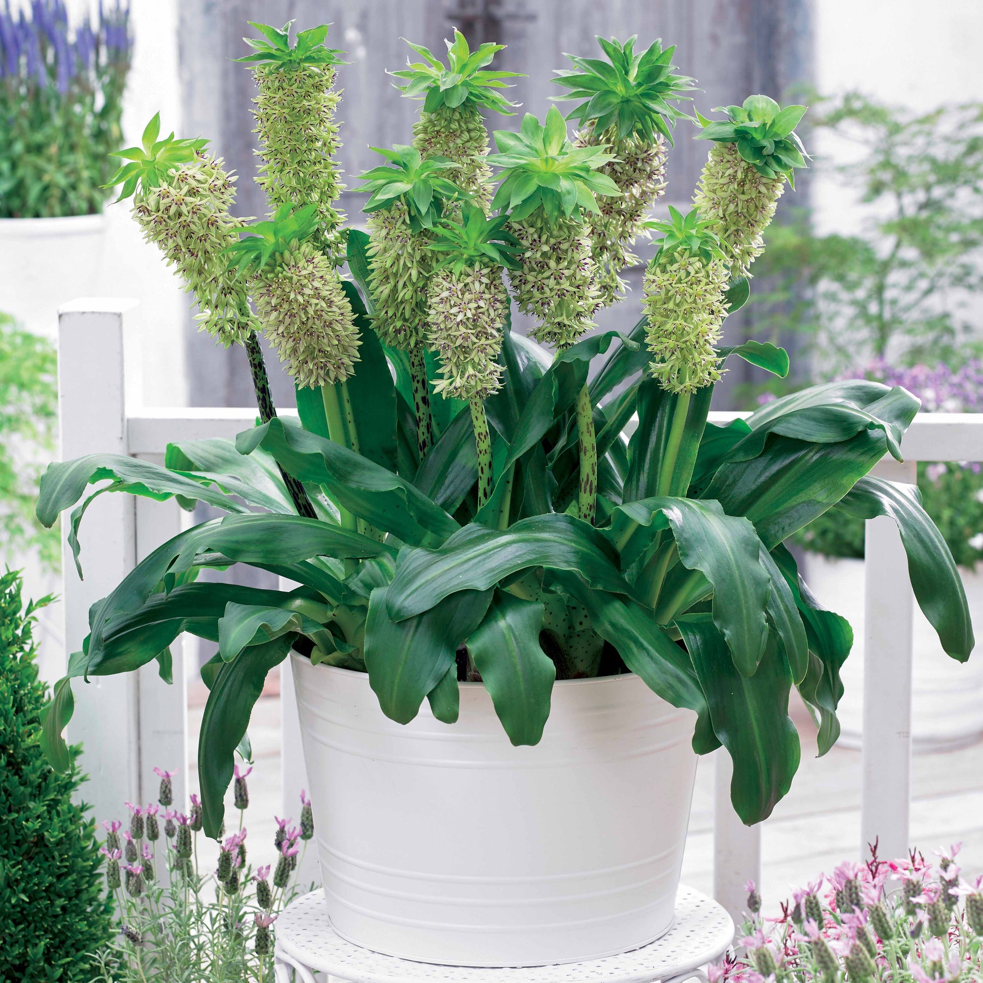 Zweifarbige Ananaslilie (x3) - Eucomis bicolor - Bakker