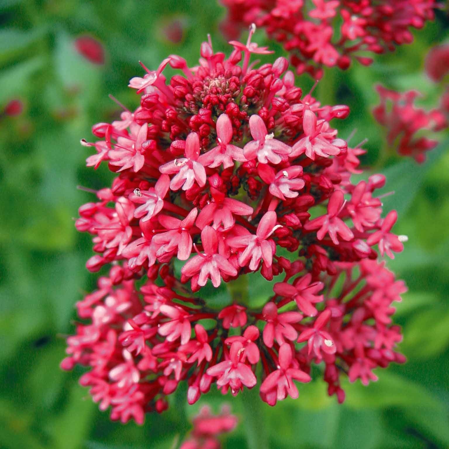 Verkauf Rote Spornblume - Centranthus ruber coccineus