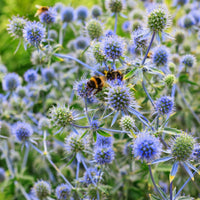 Eryngium planum - Flachblatt-Mannstreu - Mannstreu