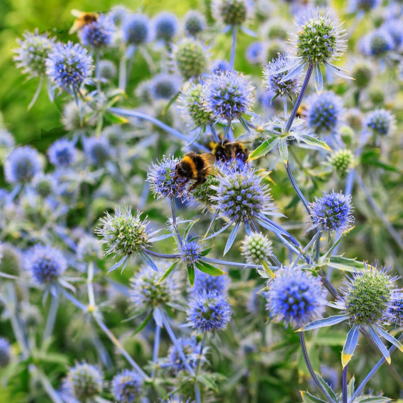 Eryngium planum - Flachblatt-Mannstreu - Mannstreu