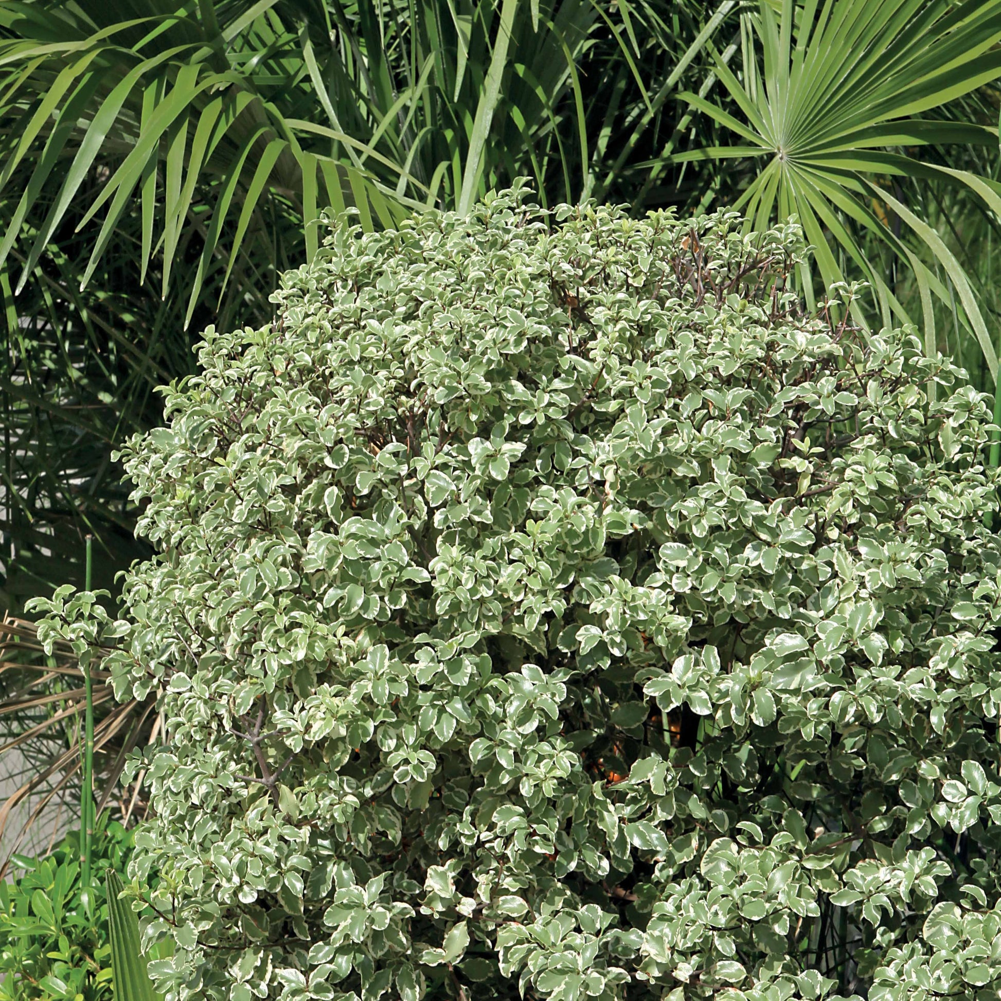 Pittosporum tenuifolium Variegatum - Pittosporum 'Variegatum' - Immergrüne Sträucher