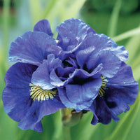 Sibirische Schwertlilie Concord Crush - Iris sibirica Concord Crush - Bakker
