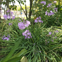 Tulbaghia violacea - Knoblauchgras (x3) - Blühende Stauden
