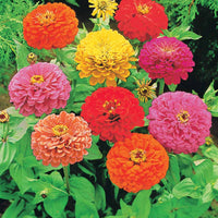Schnittblumen-Saatgut Kollektion - Collection fleurs à couper à semer - Bakker