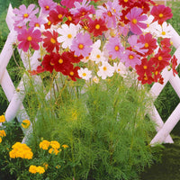 Collection fleurs à couper à semer - Schnittblumen-Saatgut Kollektion - Samen-Mischungen für Blumen