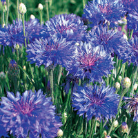 Verkauf Schnittblumen-Saatgut Kollektion - Collection fleurs à couper à semer