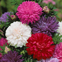 Chrysanthemen-blühende Aster Mischung - Callistephus chinensis - Bakker