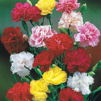 Nelken Mischung ‘Enfant de Nice’ - Dianthus enfant de nice - Bakker