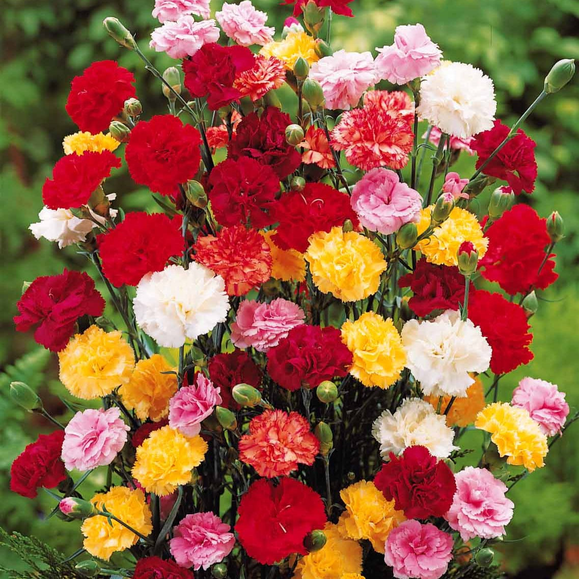 Nelken Mischung ‘Enfant de Nice’ - Bakker