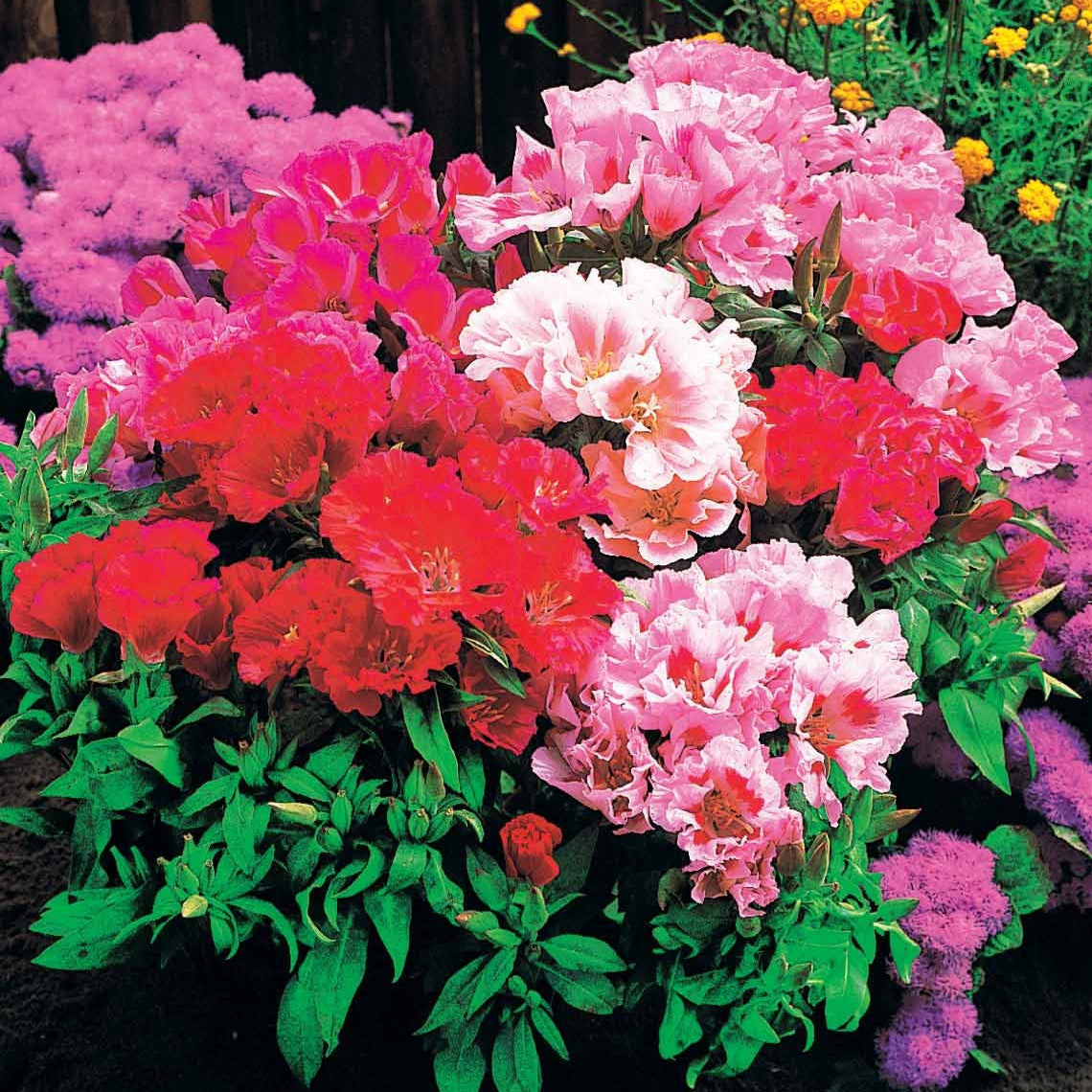 Sommerazaleen Mischung - Clarkia - Godetias - Bakker