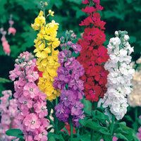 Matthiola incana - Levkojen Mischung - Wildpflanzen für den Garten