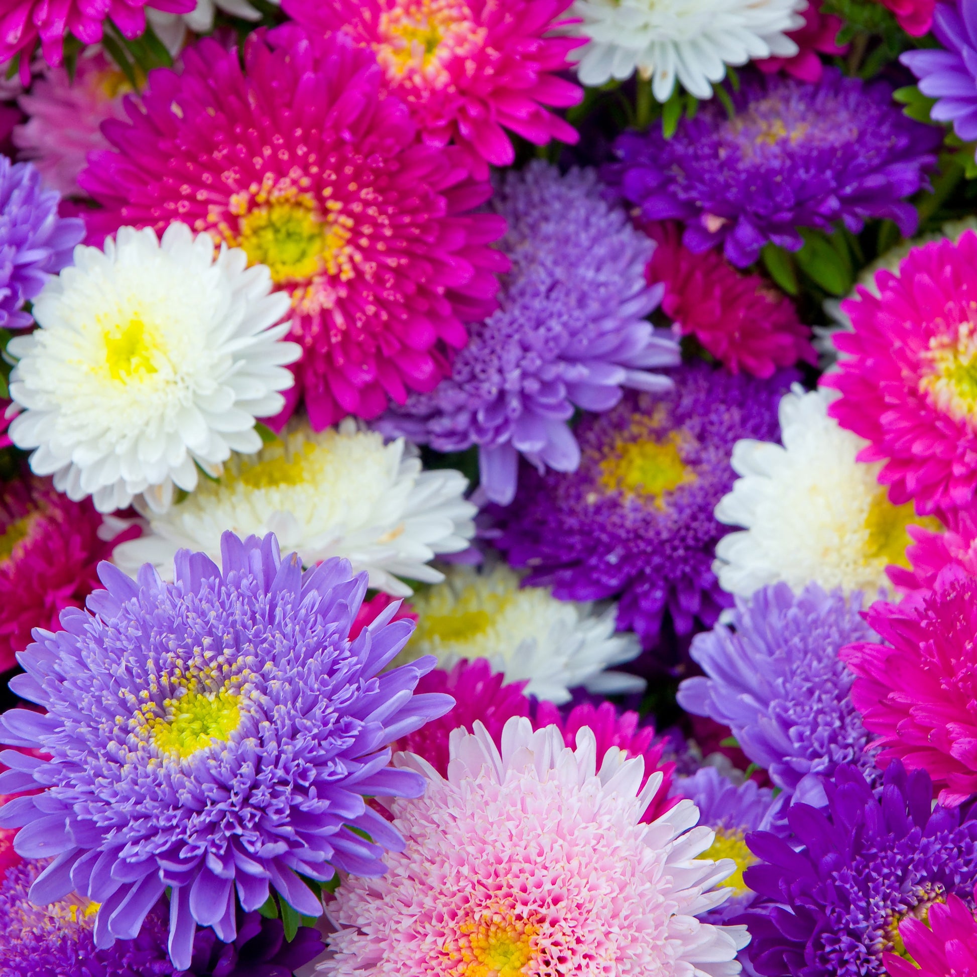 Sommerastern-Kollektion - Collection de reines-marguerites - Bakker