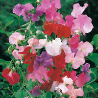 Duftwicke Spencer Mischung - Lathyrus odoratus spencer - Bakker