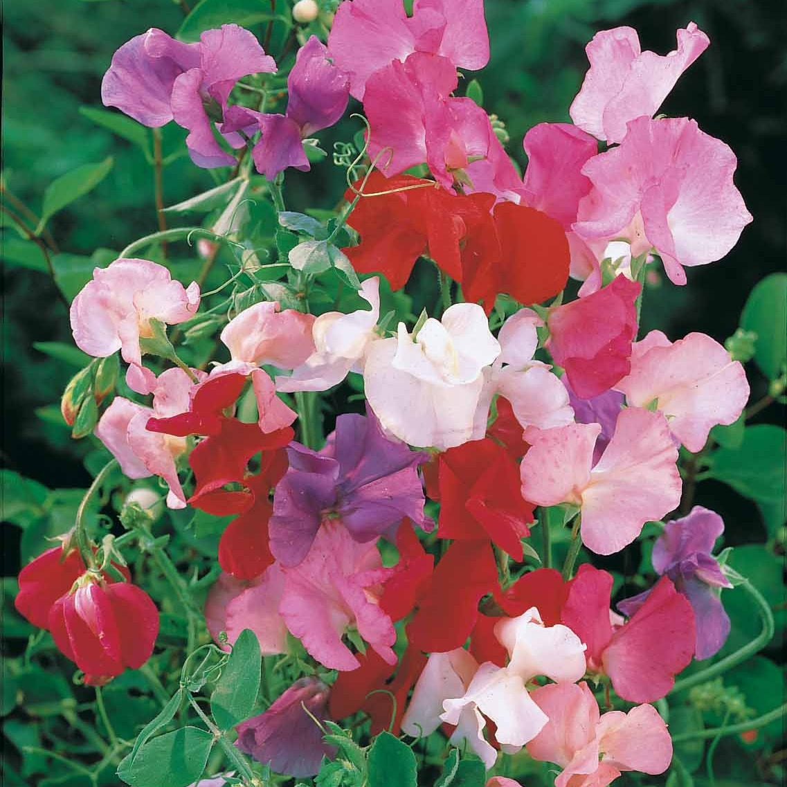 Duftwicke Spencer Mischung - Lathyrus odoratus spencer - Bakker