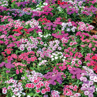 Bartnelke Mischung - Dianthus barbatus - Bakker
