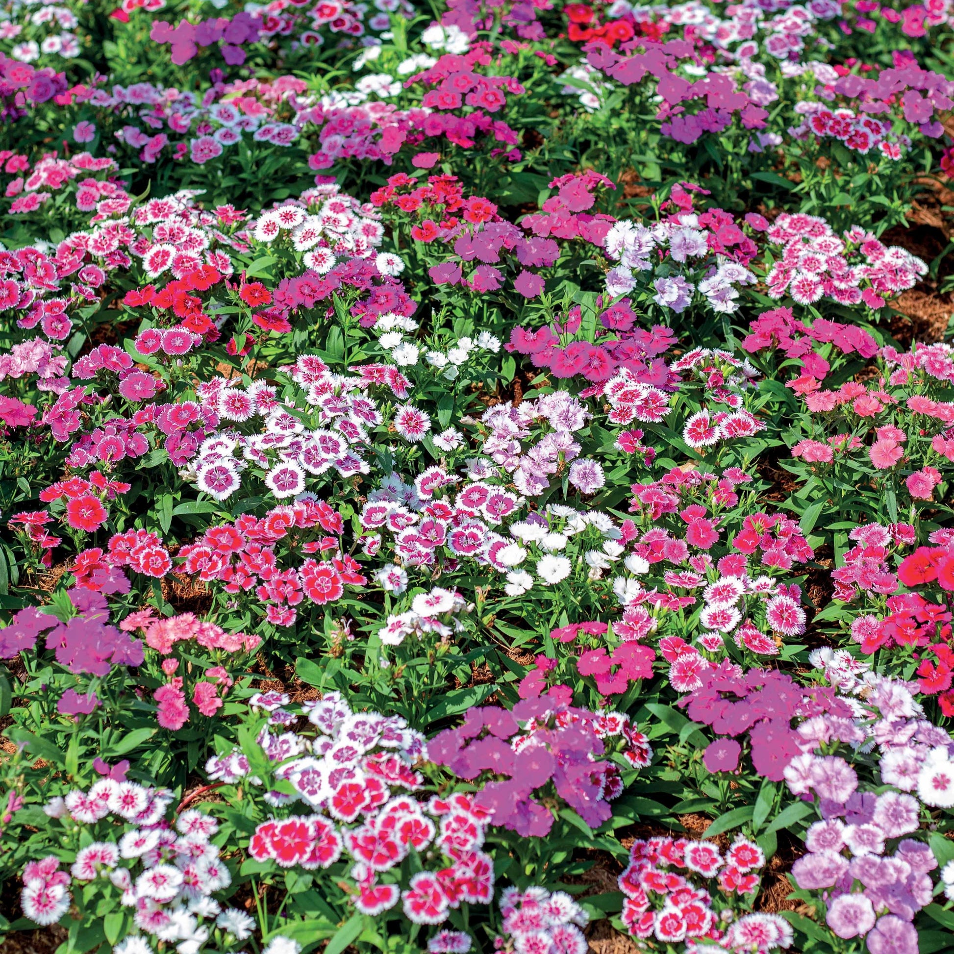 Bartnelke Mischung - Dianthus barbatus - Bakker