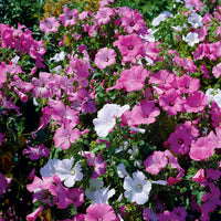 Buschmalven Mischung - Lavatera trimestris - Bakker