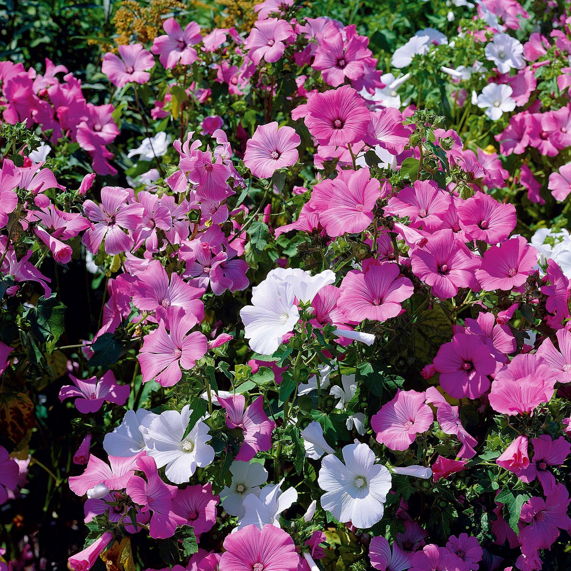 Buschmalven Mischung - Lavatera trimestris - Bakker