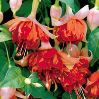 Hängende Fuchsien Mischung (Bicentennial, Blue Angel, Swingtime) (x6) - Fuchsia Bicentennial, Blue Angel, Swingtime - Bakker