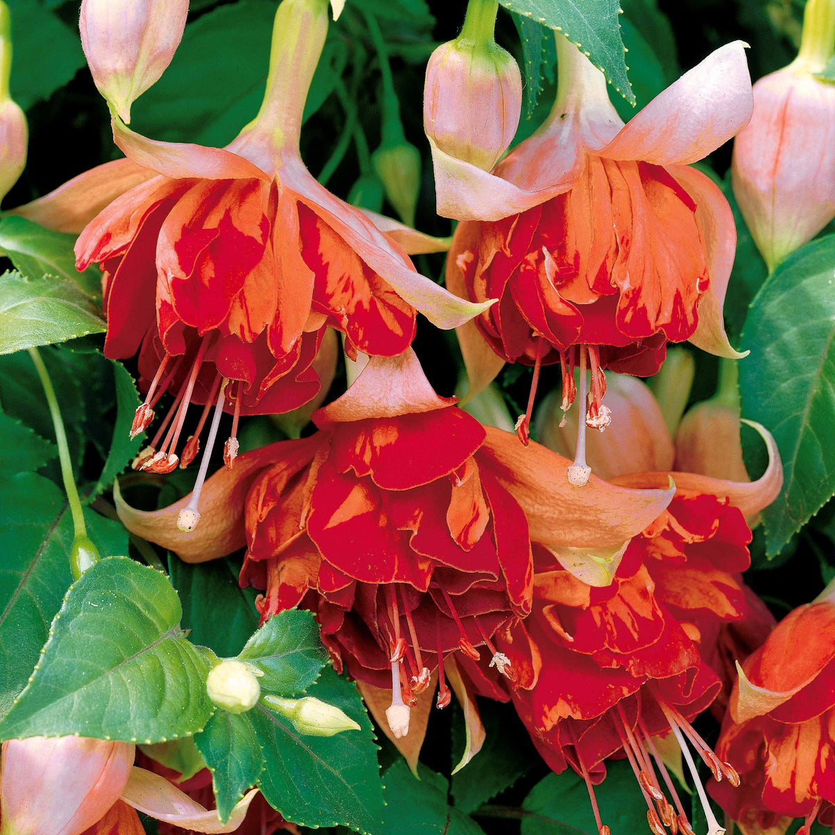Hängende Fuchsien Mischung (Bicentennial, Blue Angel, Swingtime) (x6) - Fuchsia Bicentennial, Blue Angel, Swingtime - Bakker