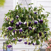 Verkauf Hängende Fuchsien Mischung (Bicentennial, Blue Angel, Swingtime) (x6) - Fuchsia Bicentennial, Blue Angel, Swingtime