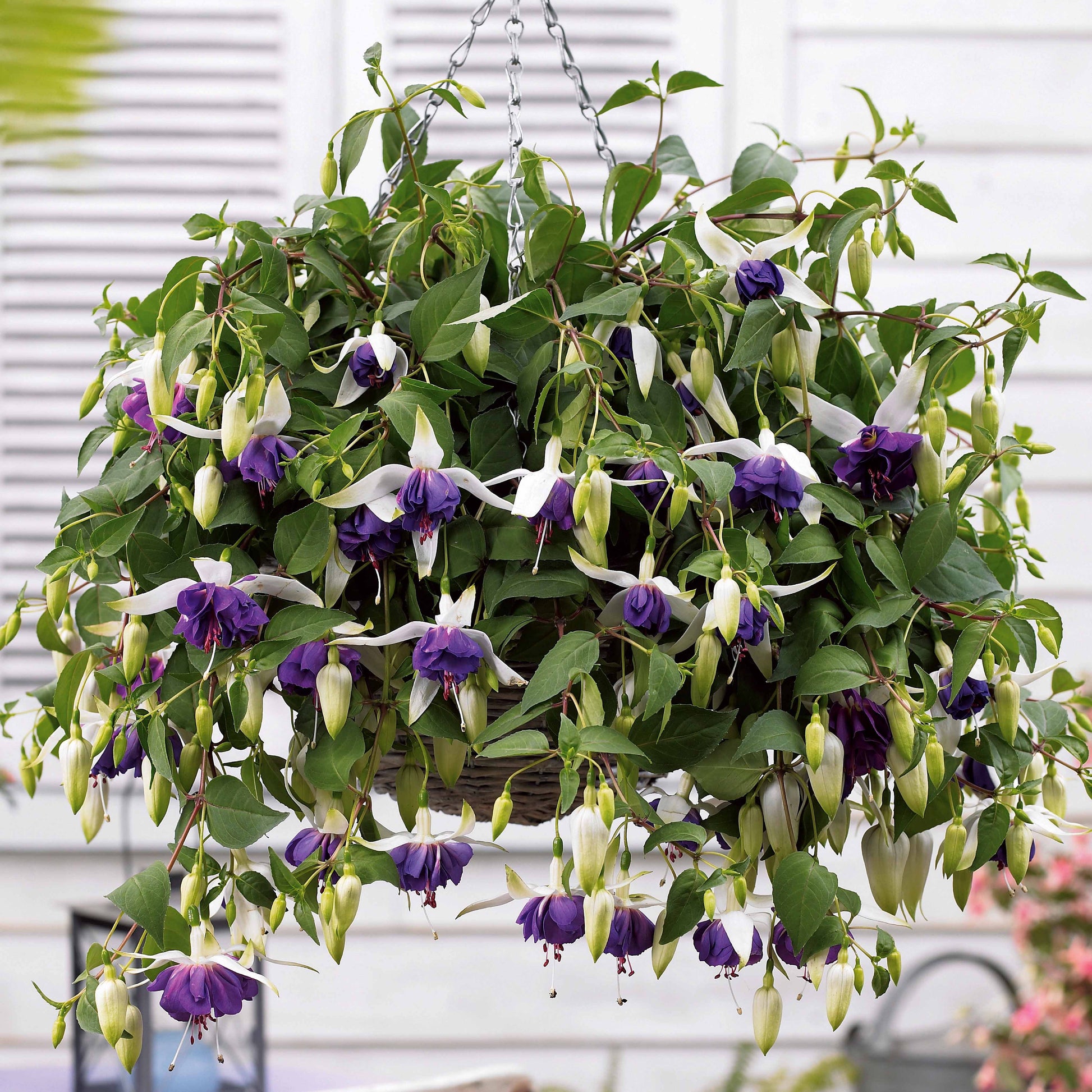 Verkauf Hängende Fuchsien Mischung (Bicentennial, Blue Angel, Swingtime) (x6) - Fuchsia Bicentennial, Blue Angel, Swingtime