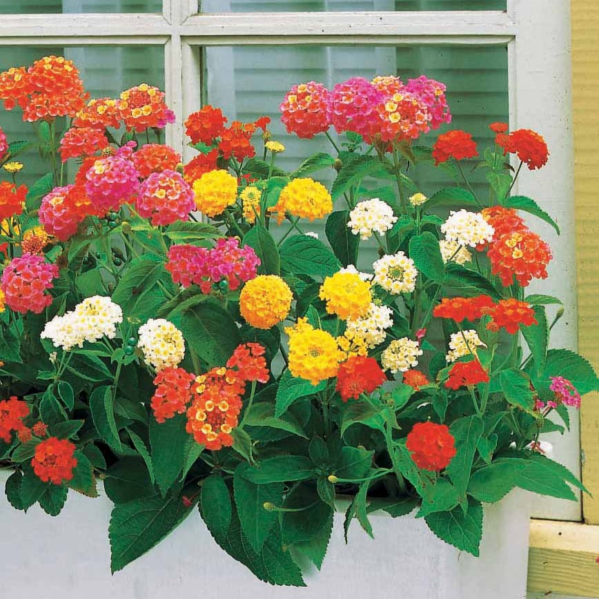 Wandelröschen Mischung (x3) - Lantana camara - Bakker
