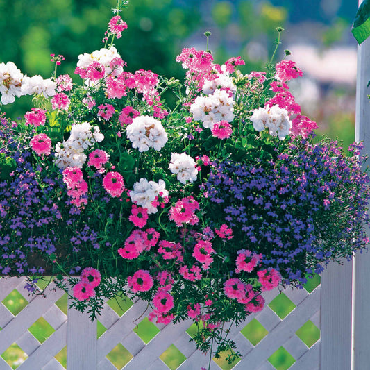 Pastell-Blumen Mischung (x3) - Bakker