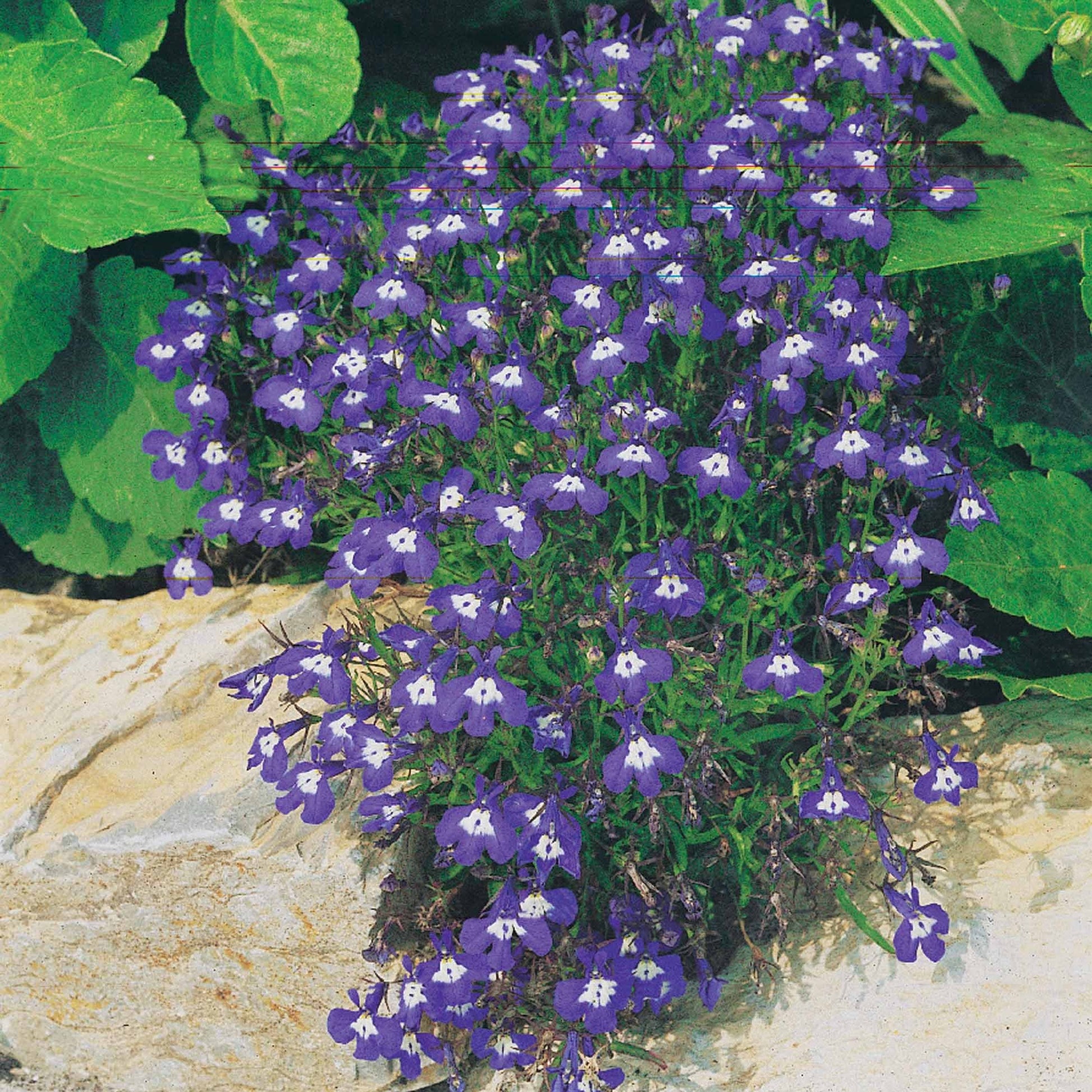 Verbena, pelargonium zonale, lobelia erinus - Pastell-Blumen Mischung (x3) - Stauden