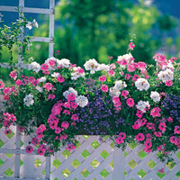 Pastell-Blumen Mischung (x3) - Verbena, pelargonium zonale, lobelia erinus - Bakker