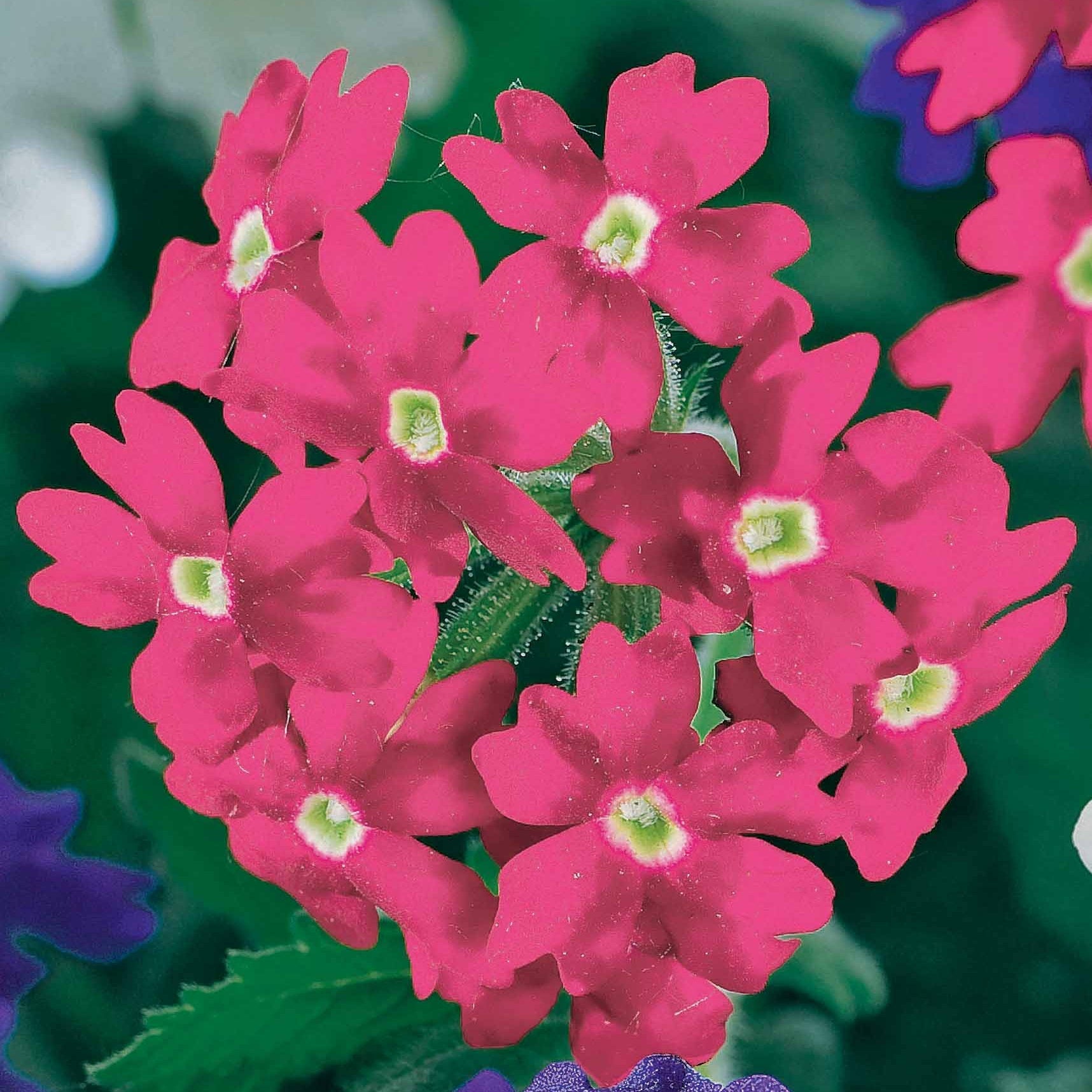 Verkauf Pastell-Blumen Mischung (x3) - Verbena, pelargonium zonale, lobelia erinus