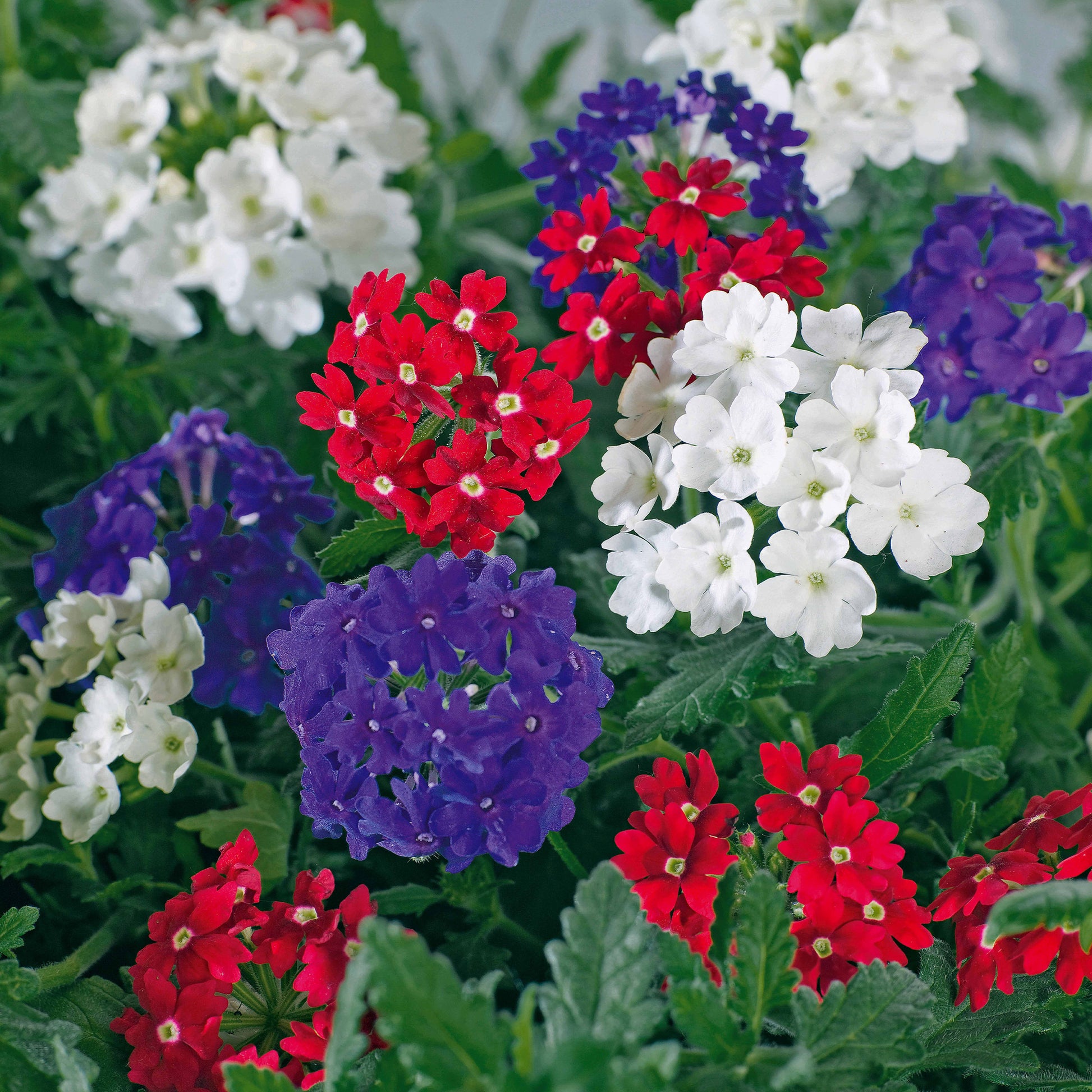 Verbenen Mischung Rot/Weiß/Blau (x3) - Bakker