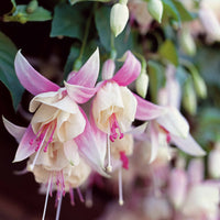 Fuchsien frostbeständigen Mischung (x6) - Fuchsia Blue Sarah , Annabel - Bakker