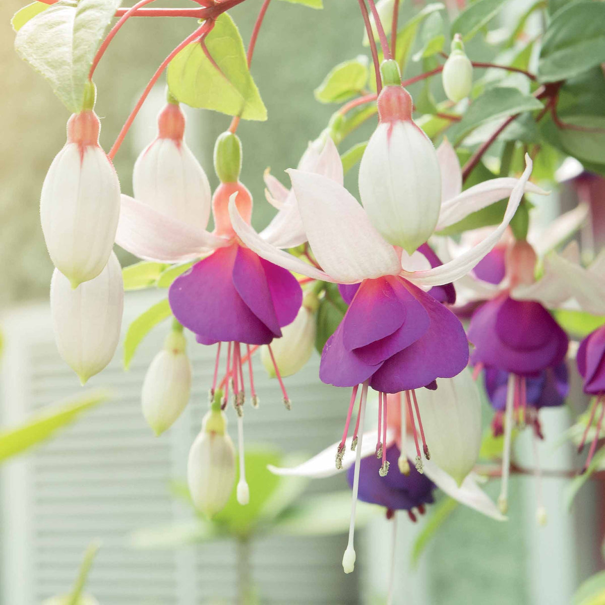 Fuchsien frostbeständigen Mischung (x6) - Bakker