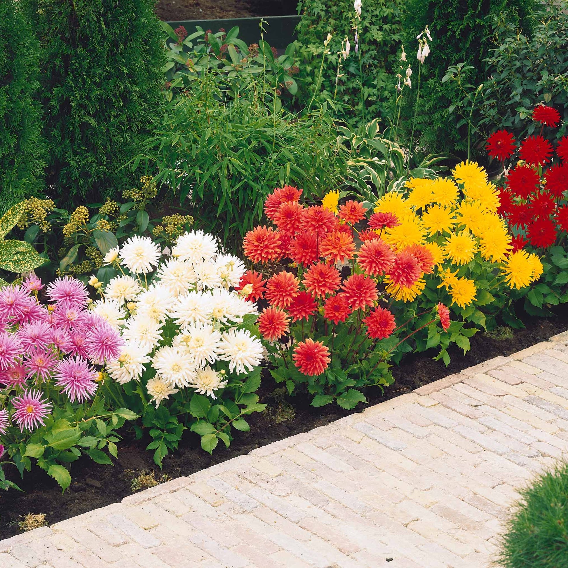Dahlien Mischung (x5) - Dahlia Park Princess, White Happiness, Vrouwe Jacoba - Bakker
