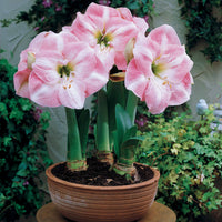 Amaryllis Valencia, Angelique - Mini Amayllis Mischung - Amaryllis-Zwiebeln