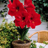 Mini Amayllis Mischung - Amaryllis Valencia, Angelique - Bakker