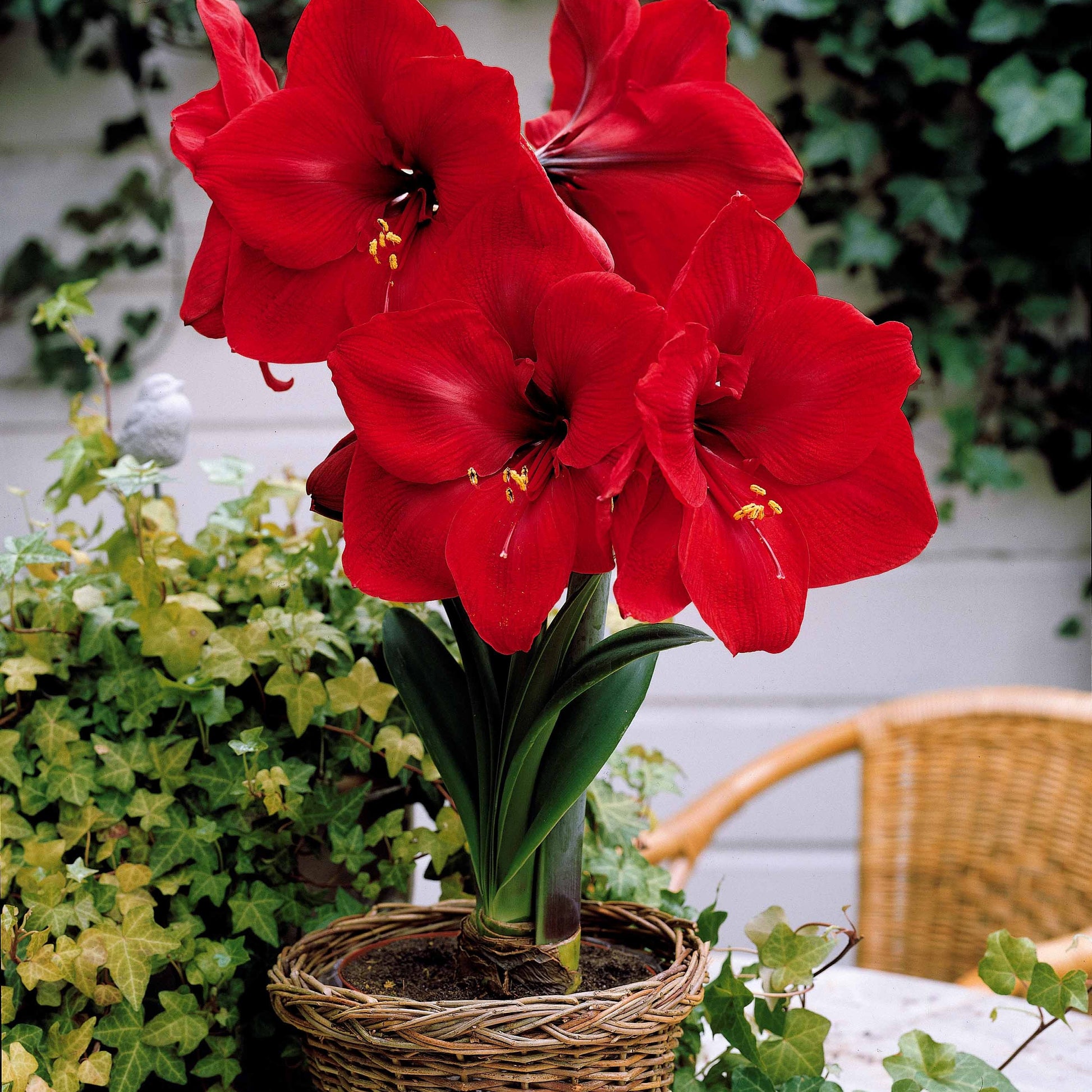 Mini Amayllis Mischung - Amaryllis Valencia, Angelique - Bakker